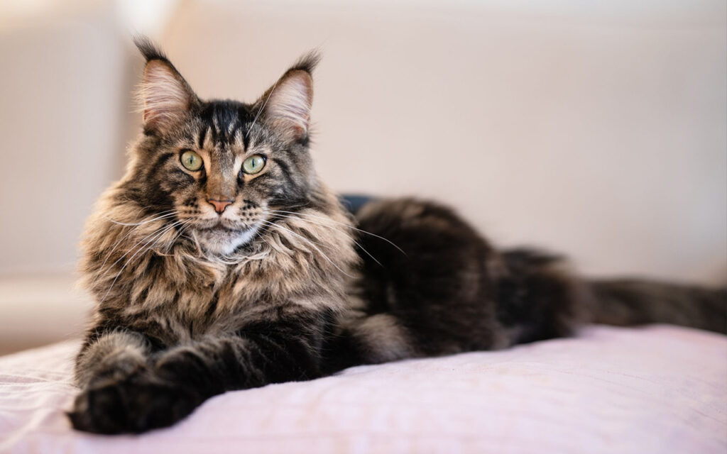 Maine Coon Kedisi ve Sosyallik