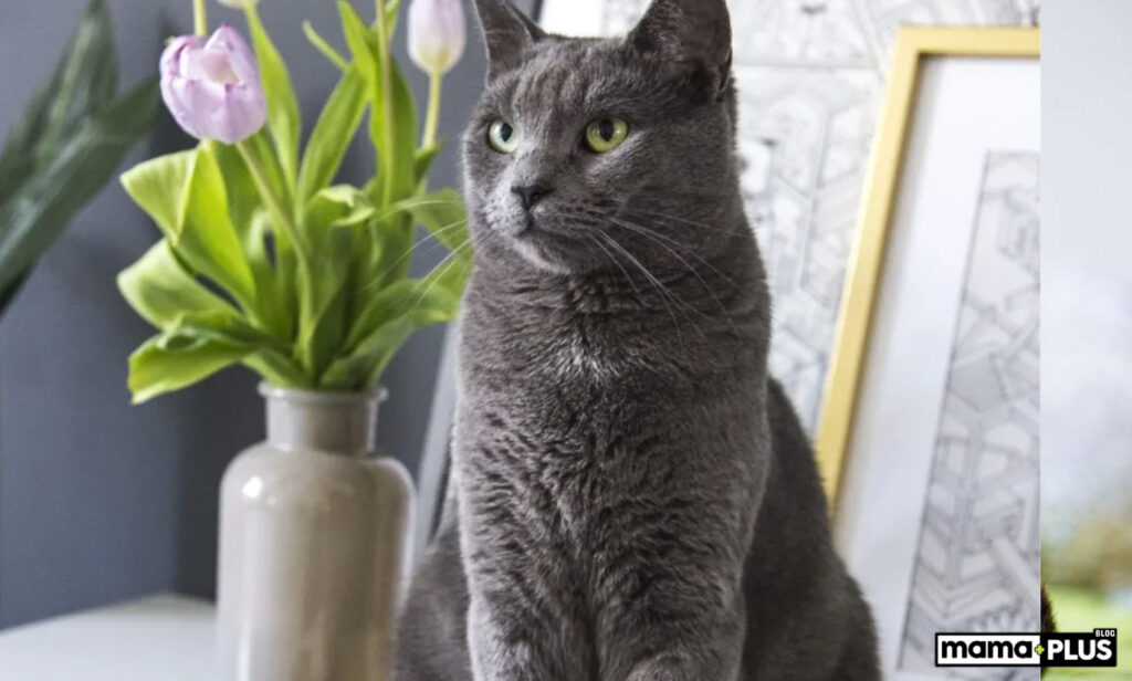 Russian Blue Kedisi