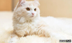 Turkish Angora (Ankara Kedisi) Özellikleri