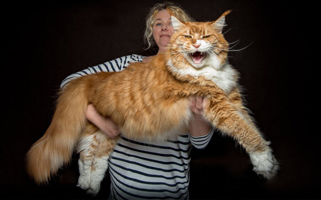 Maine Coon Kedisi Fiziksel Özellikleri
