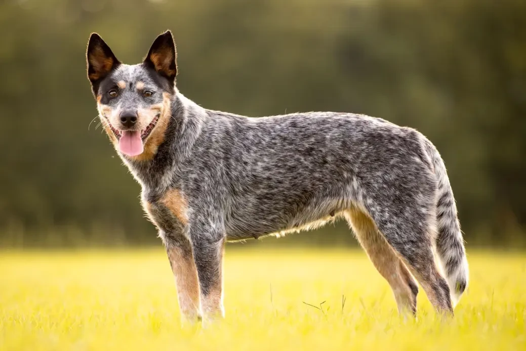 Australian Cattle Dog