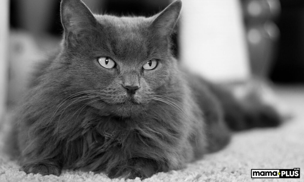 Russian Blue Kedisi