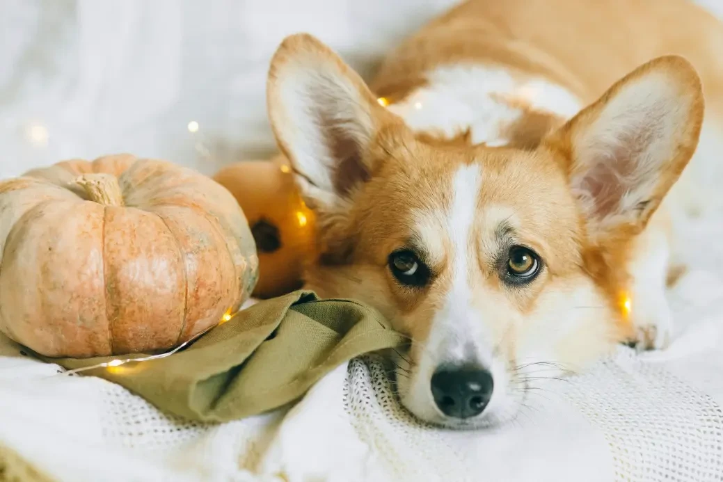 Pembroke Welsh Corgi