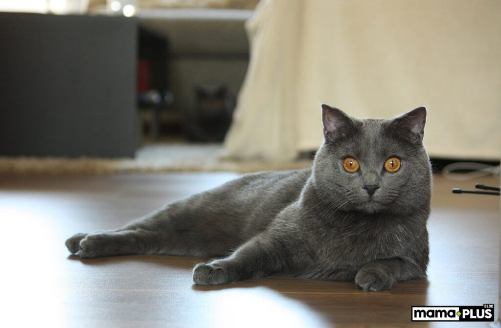 Chartreux Kedisi Beslenmesi