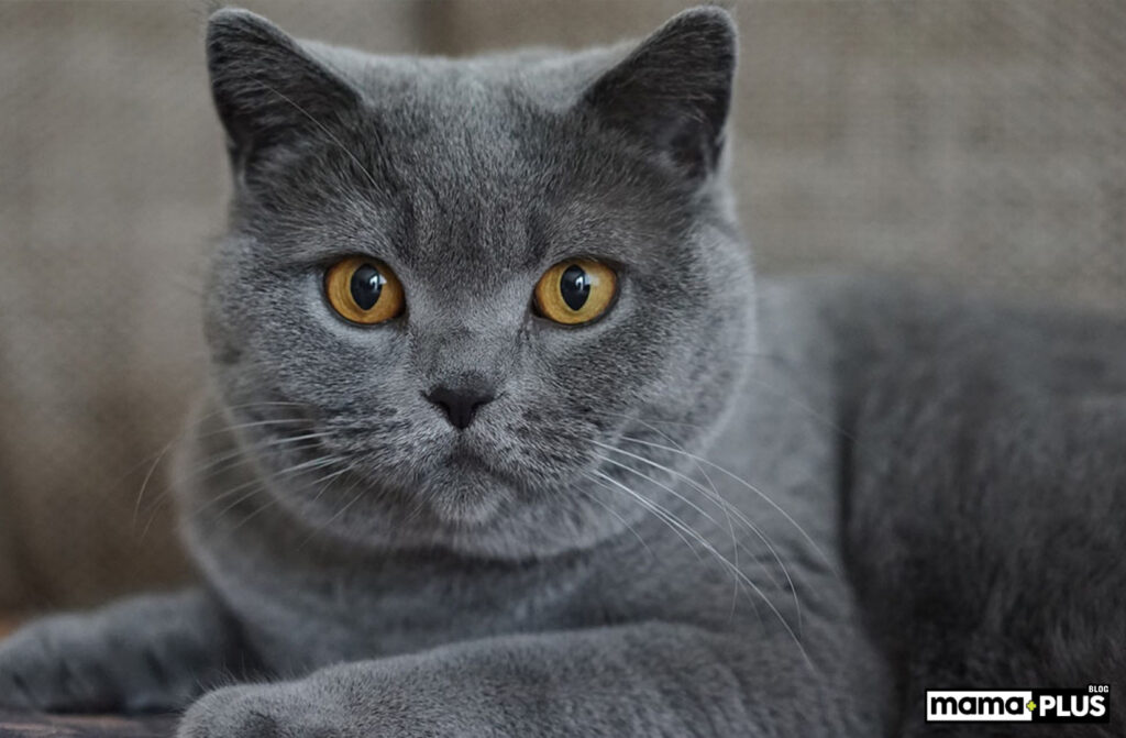 Chartreux Kedisi Beslenmesi