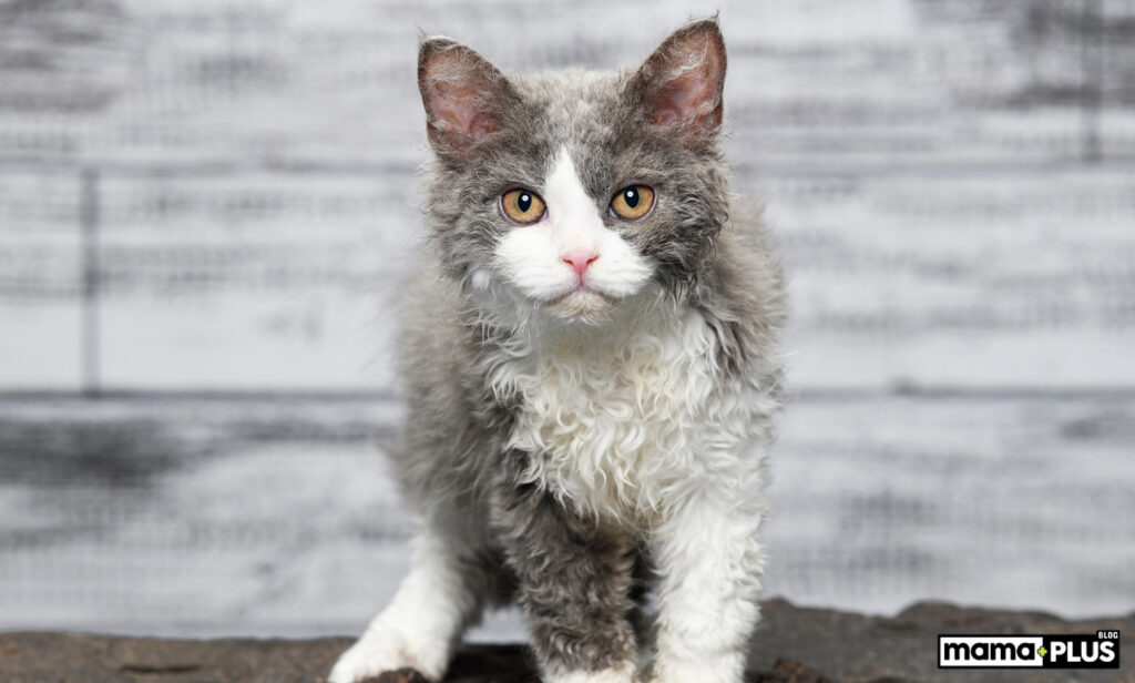 Selkirk Rex Kedisi