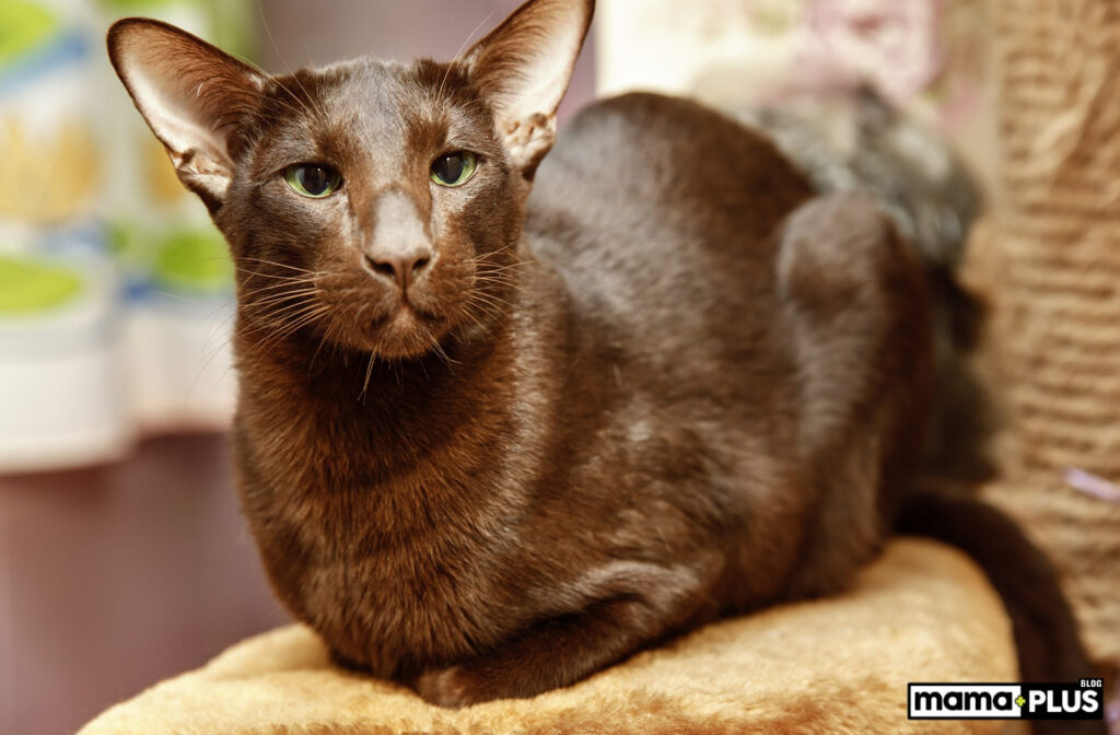 Oriental Shorthair