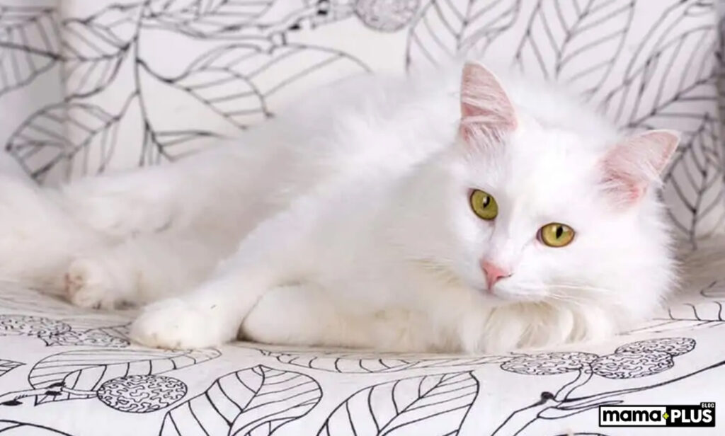 Turkish Angora (Ankara Kedisi) Karakter Özellikleri:
