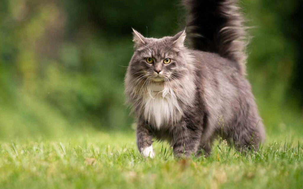 Maine Coon Kedisi ve Oyunseverlik