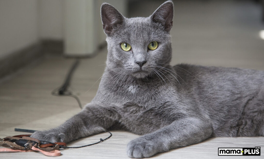 Russian Blue Kedisi