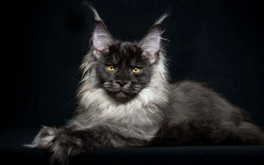 Maine Coon Kedisi Sağlık Sorunları