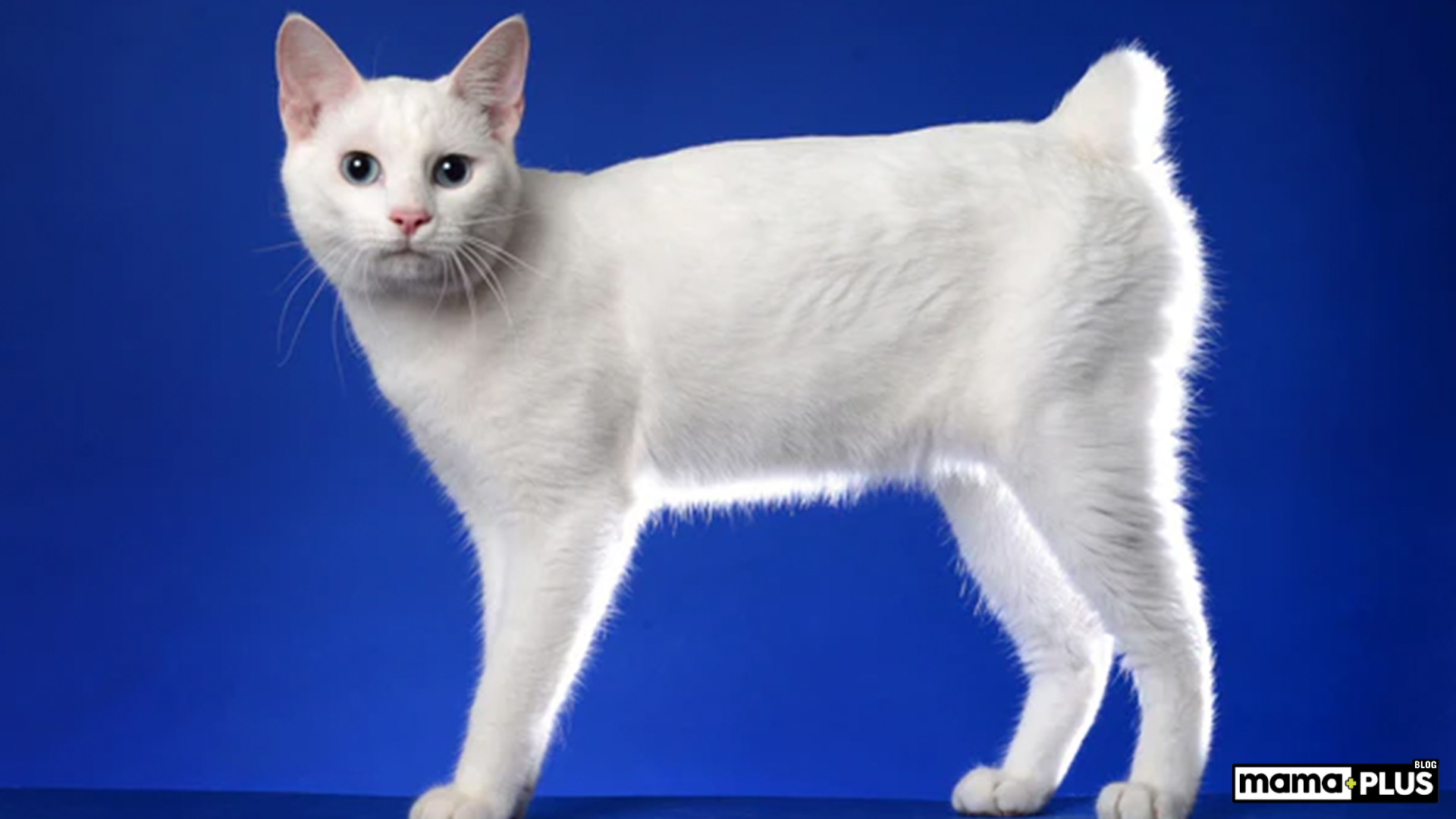 Japanese bobtail Kedisi