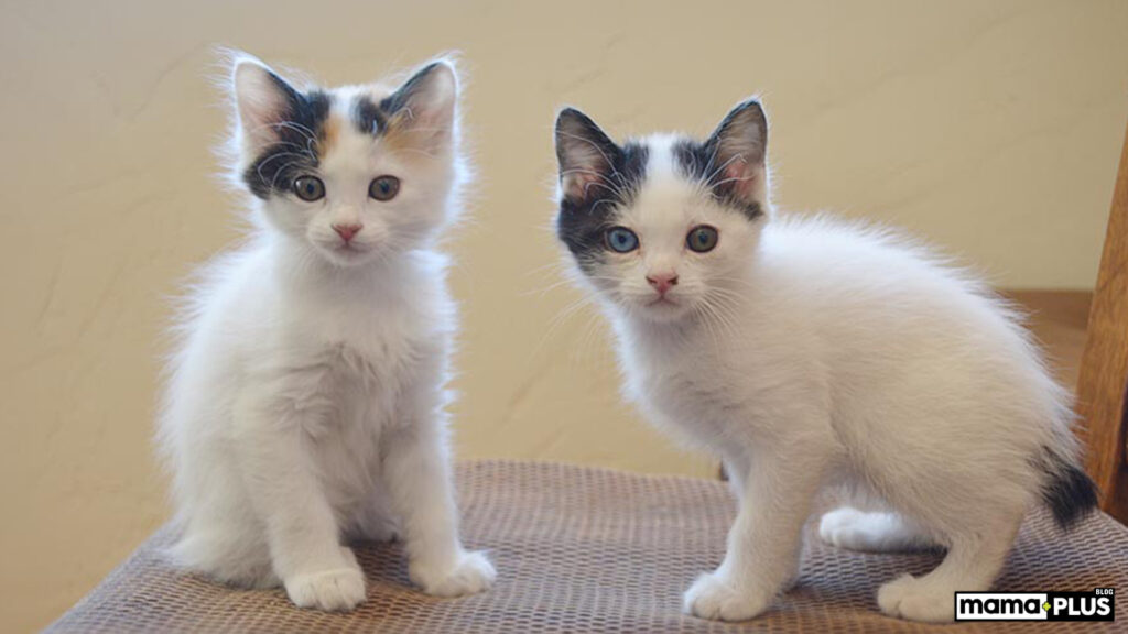 Japanese Bobtail Kedisi Bakımı
