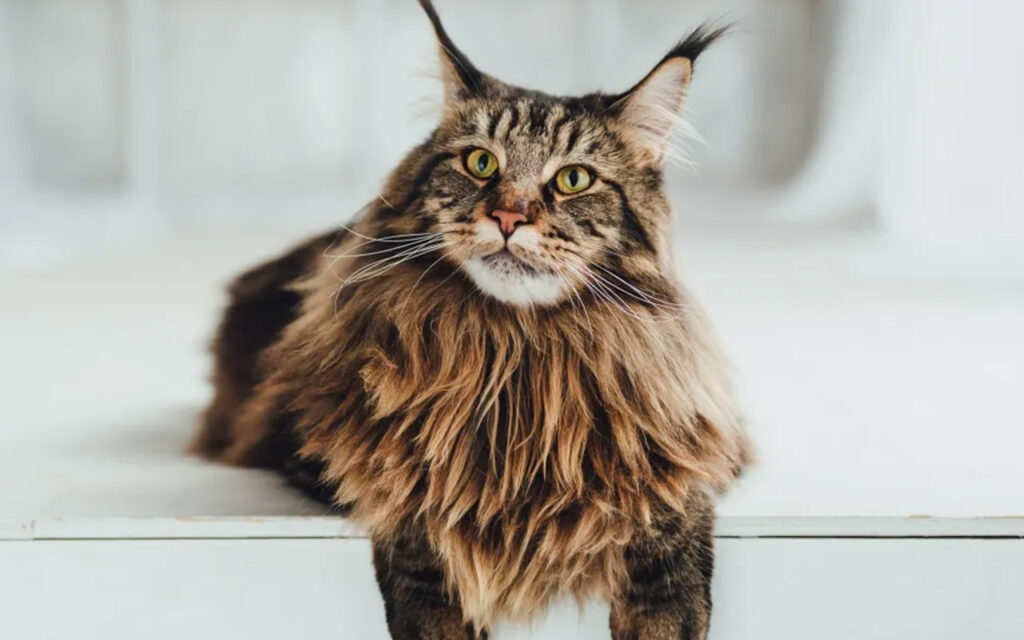 Maine Coon Kedisi Tüy Yapısı