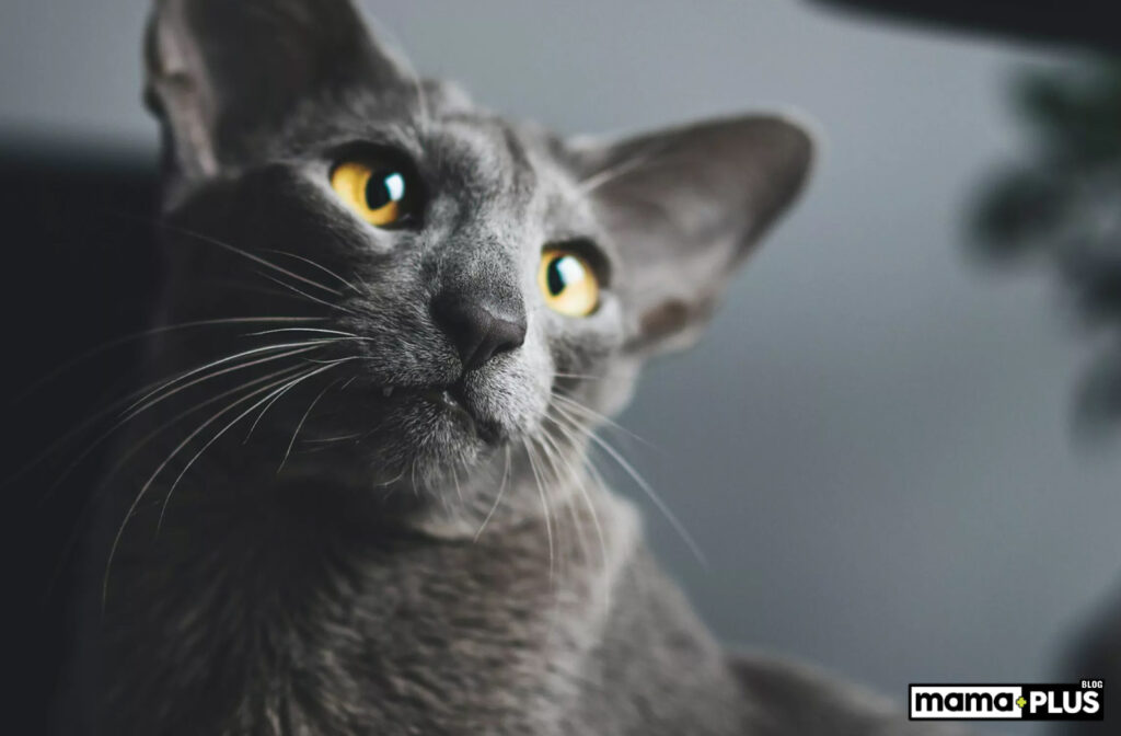 Oriental Shorthair