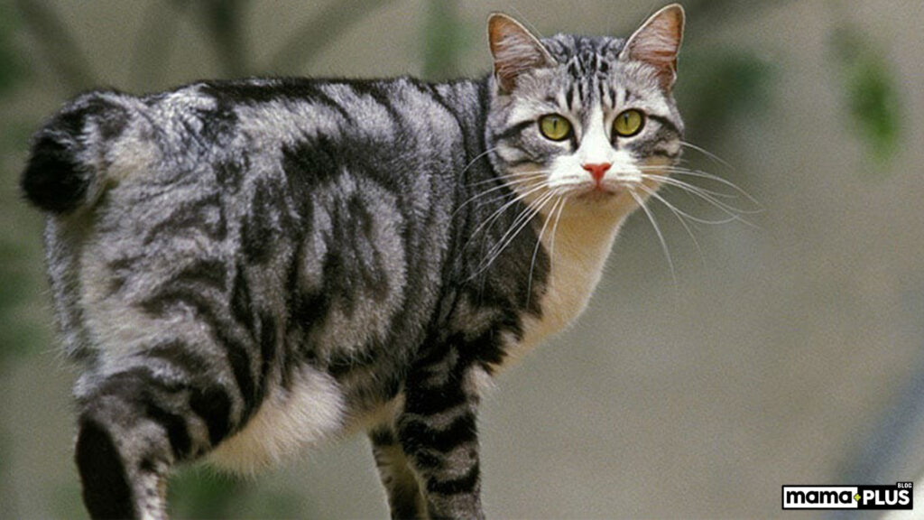Japanese Bobtail Kedisi Beslenmesi