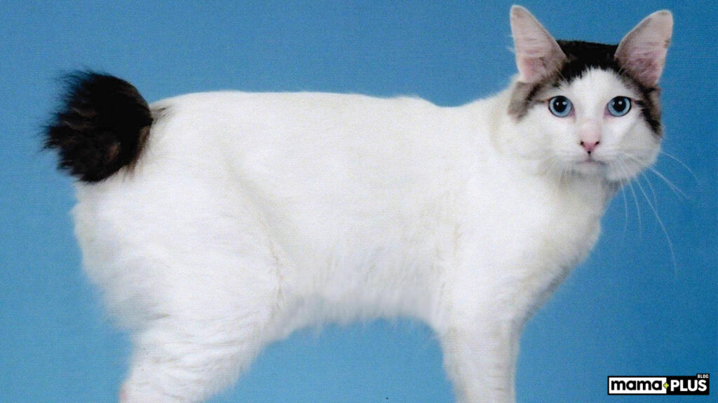 Japanese Bobtail Kedisi Kuyruk Yapısı