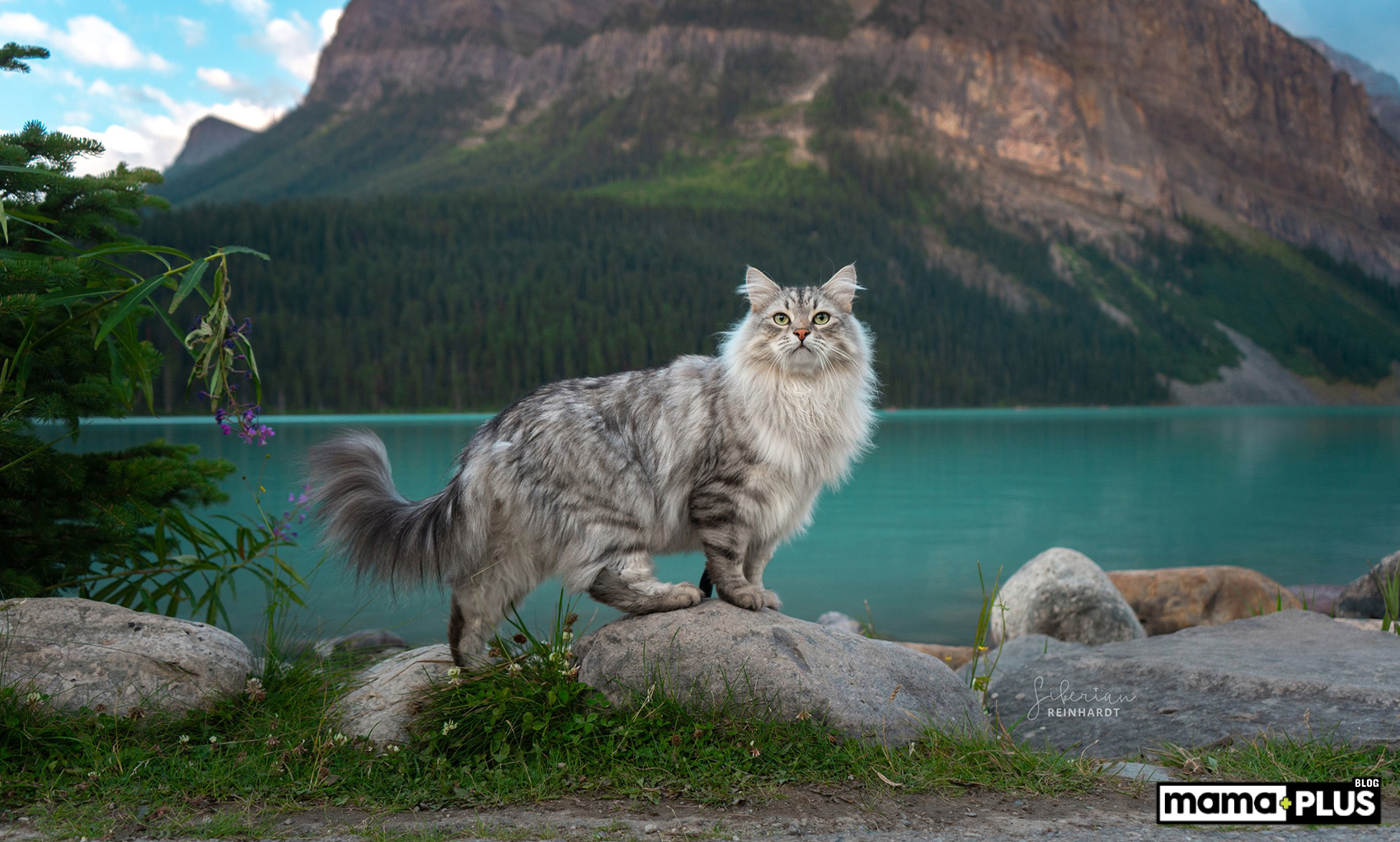 Siberian Kedisi