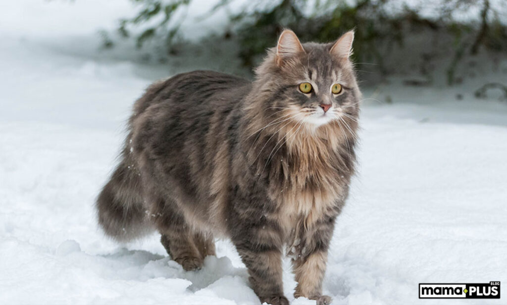Siberian Kedisi