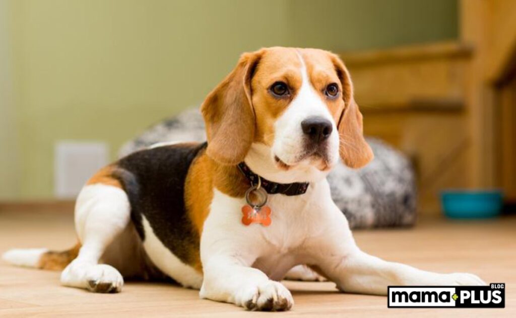 Evde Yetişkin Beagle Köpeği Nasıl Beslenmelidir?