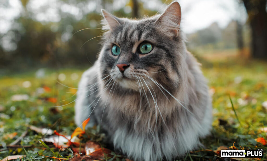 Siberian Kedisi Özellikleri