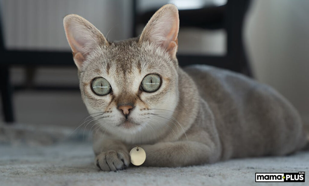 singapura kedisi