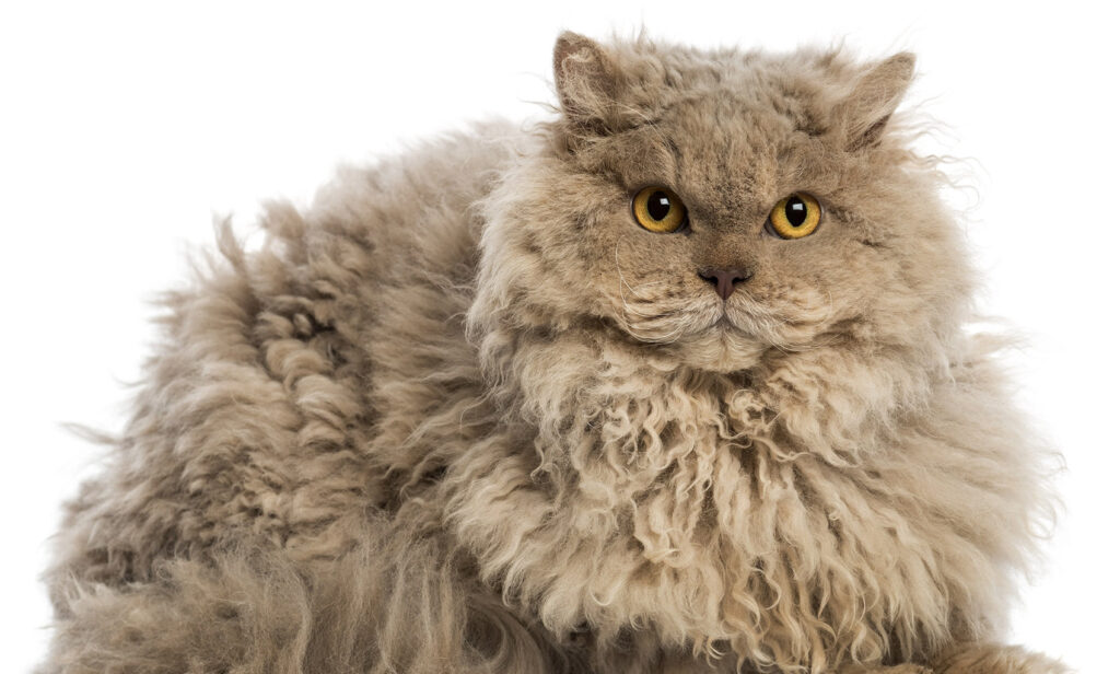 Selkirk Rex Kedisi