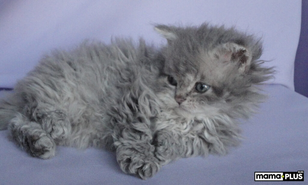 Selkirk Rex Yavrusu