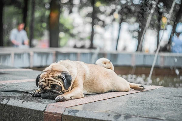 Yaz Aylarında Köpeklerle Seyahat