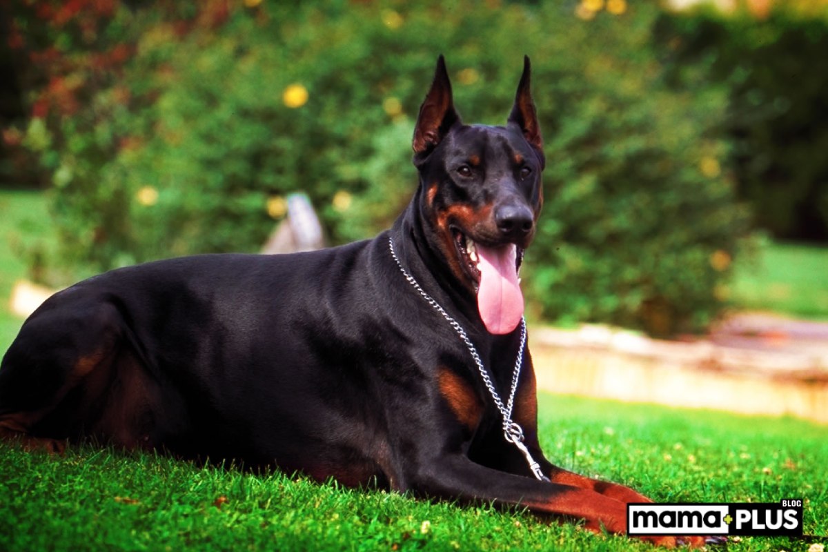 Koruma Köpek Irkları İçin Mama Tavsiyesi