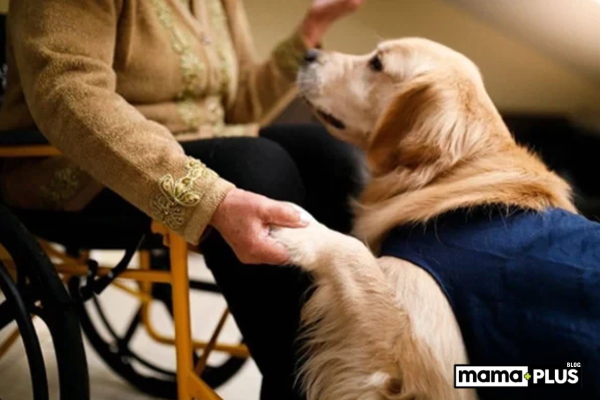 Duygusal Terapi Köpek Irkları İçin Mama Tavsiyesi