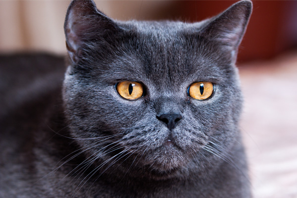 Chartreux Kedisi Özellikleri, Bakımı, Beslenmesi ve Eğitimi