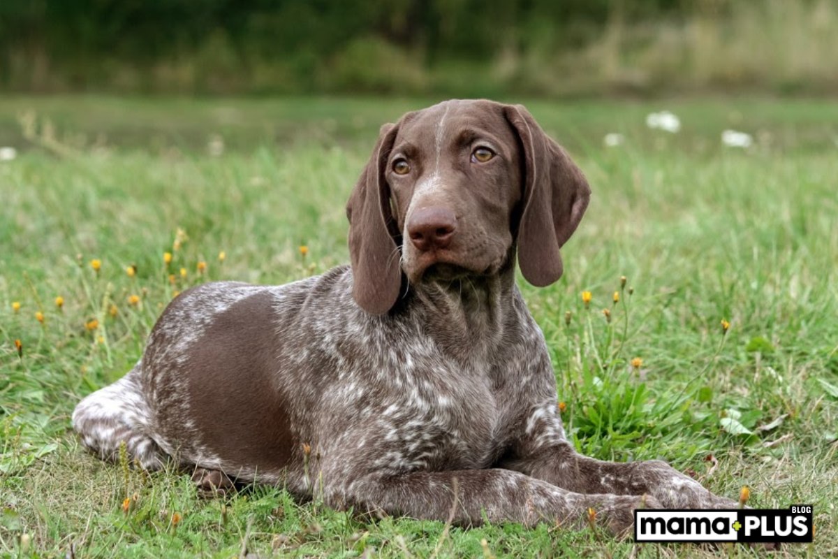 Av Köpeği Irkları İçin Mama Tavsiyesi