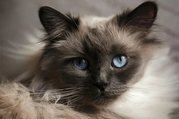 Birman Kedisi Özellikleri, Bakımı, Beslenmesi ve Eğitimi