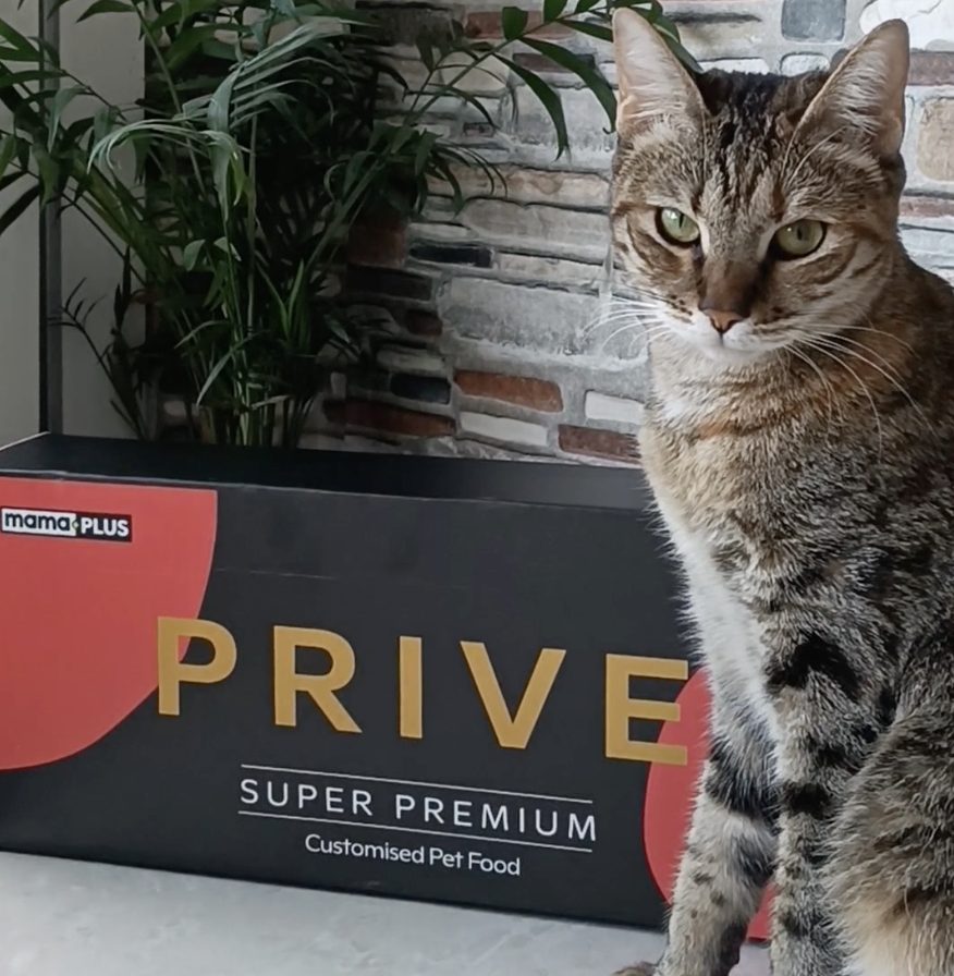 Mutlu Kedi Bella