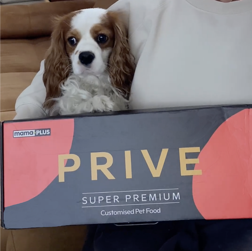 Mutlu Köpek Jesus