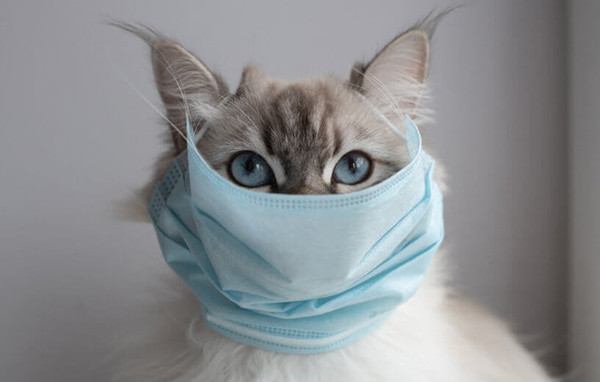 Hastalık Belirtisi Olabilecek 10 Garip Kedi Davranışı