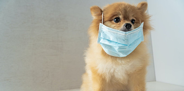 Köpek Alerjileri: Belirtileri ve Tedavisi