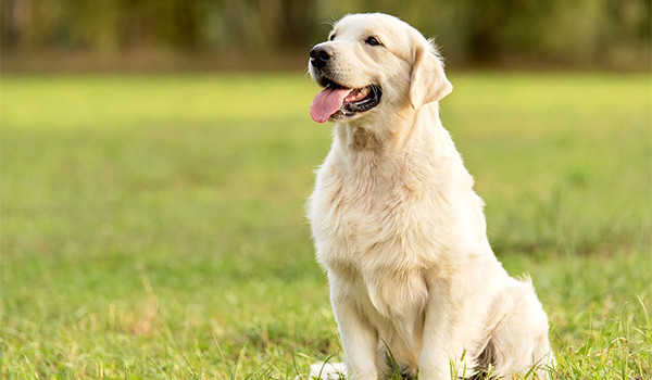Köpeklerde Kulak Enfeksiyonları: Belirtileri, Nedenleri ve Tedavileri