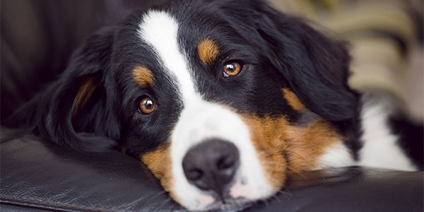 Köpeklerde Mesane Taşları