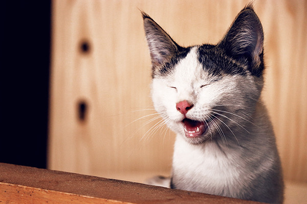 Kedi Kumunun Kediler İçin Önemi ve Aktif Karbon Kedi Kumları