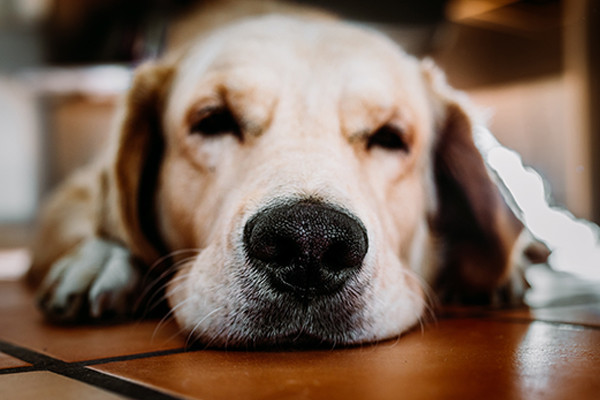 Köpeğinizin dişlerini fırçalayın