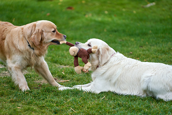 Köpeklerde Çim Alerjilerinin Tedavisi