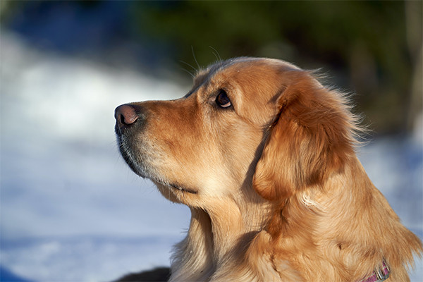 Bir Köpeğin Sinir Sistemi Nasıl Çalışır?