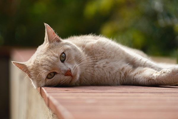 Kedilerde İdrar Kaçırma Problemi Nedenleri ve Tedavisi