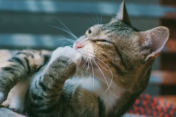Kedilerde Vitamin Eksikliği ve Olası Etkileri
