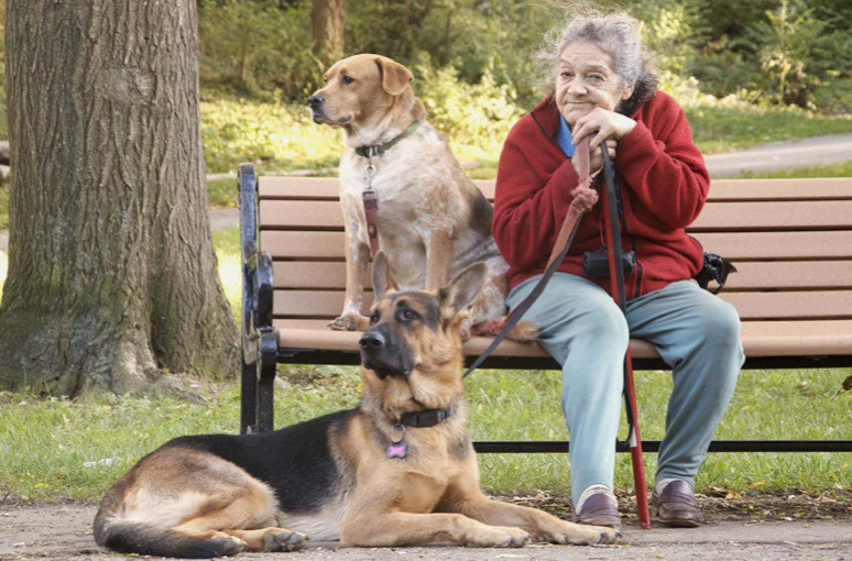 Yaşlılar İçin En İyi Köpek Irkları