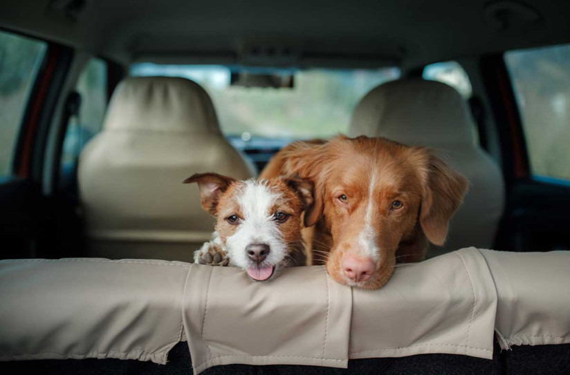 Köpeklerin Araba Kaygısıyla Nasıl Başa Çıkılır? En İyi 5 İpucu