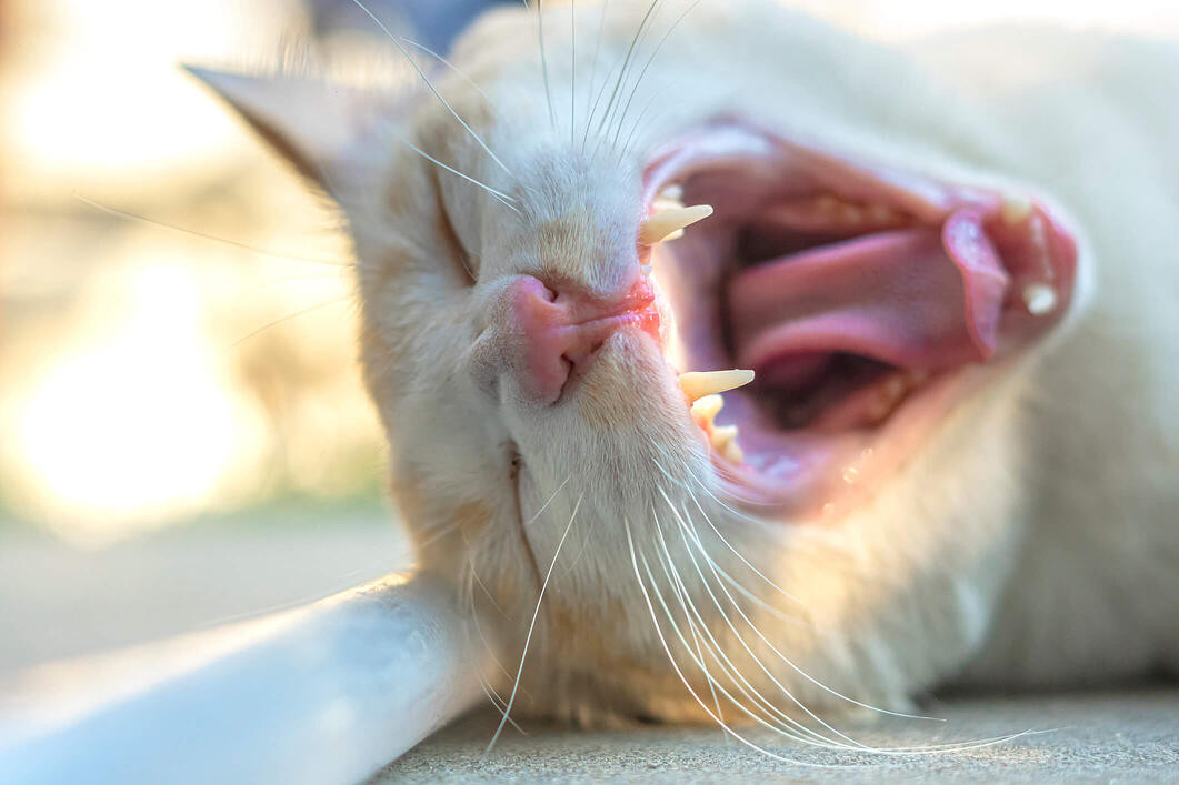 Kedilerde Diş Eti Sağlığı (Diş Eti İltihabı Belirtileri)