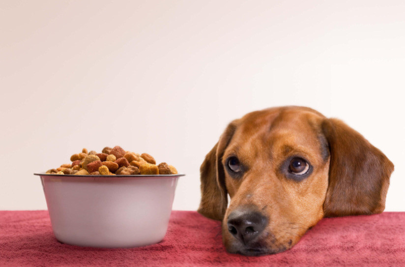 Hassas Mideye Sahip Köpekler İçin Gıda Alerjileri
